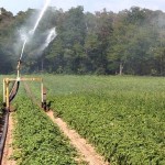 Проведены основные мероприятия для стабильного обеспечения поливной водой орошаемых земель – МСХ РК