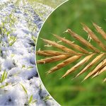 Можно ли сеять вместе семена житняка и озимой пшеницы в Алматин­ской области?