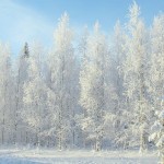 Прогноз погоды на 24 декабря: мороз ожидается на севере страны, осадки – на западе