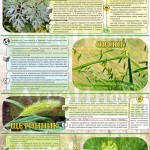 Инфографика «Сорняки и их свойства»