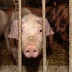 Новый очаг африканской чумы свиней обнаружен в приграничном с Казахстаном регионе России