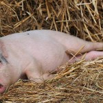 Животноводы Туркестанской области отказываются от разведения свиней в пользу КРС
