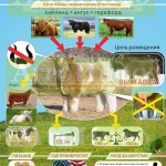 Инфографика «Пушистая порода коров»