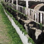 Кормление коровы в период лактации