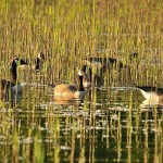 В Кызылординской области планируют создать питомники по разведению редких и находящихся под угрозой исчезновения хищных птиц