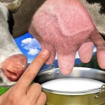 Качество молока: 12 золотых правил доения