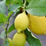 Секреты лимонного бизнеса