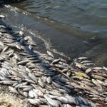 Полицейские назвали одну из причин массовой гибели рыбы в Атырауской области