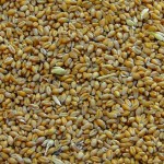150 тысяч тонн неклассного зерна закупили у фермеров в Костанайской области