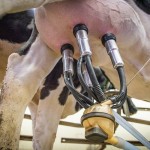 Как заболевания вымени у коров влияют на качество молока?