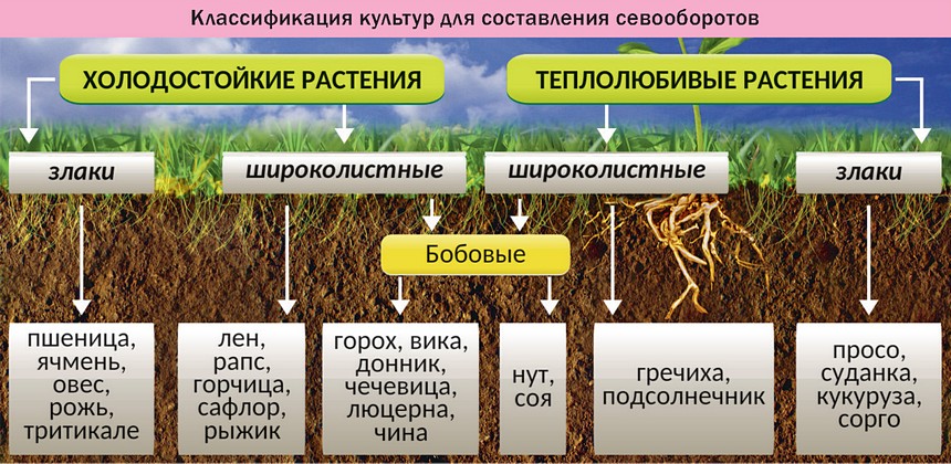 Какая структура почва благоприятна для сельскохозяйственных растений. ТРАВОПОЛЬНЫЙ севооборот схема. Севооборот злаковых культур. Четырехпольный севооборот в сельском хозяйстве. Составление схем севооборотов.