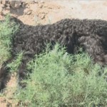Более 2 тысяч овец пали от неустановленной болезни в Атырауской области