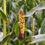 Урожай кукурузы выше среднего планируют получить аграрии Жамбылской области