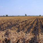 Новые субсидии получат аграрии, занимающиеся производством масличных культур