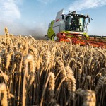 На 29% вырос экспорт пшеницы в Казахстане