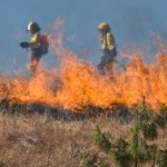 Как защищают от пожаров посевы и лес в Акмолинской области