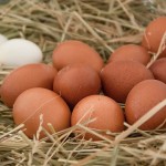 Сенатор о росте цен на яйца и мясо птицы: В Казахстане кроме зерна и травы ничего нет