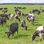 Запрет на экспорт скота просят снять казахстанские животноводы