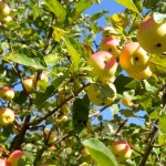 Прародителя всех яблок пытаются спасти в Казахстане