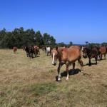 600 лошадей растоптали урожай в Акмолинской области