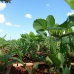 Производство семян бобовых культур начнут развивать в Казахстане