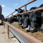 МСХ: В законе о личном подсобном хозяйстве нет ни слова об ограничении количества скота