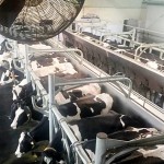 В ВКО поставили задачу сделать прибыльным молочный бизнес