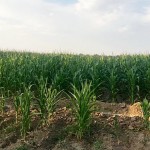 Рынок кукурузы в Казахстане: итоги 2019 года