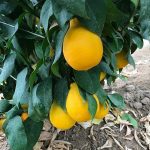 3 тонны лимонов собрали атырауские фермеры