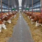 На севере Казахстана в 2020 году начнут строительство 10 молочных ферм