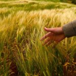 В Казахстане вывели новый сорт пшеницы, устойчивый к засухе