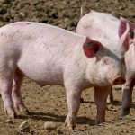 Казахстан вновь разрешил ввоз свиней и их мяса из России