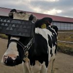 На подмосковной ферме протестировали VR-очки для коров