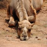Непонятный недуг поражает верблюдов в Мангистауской области