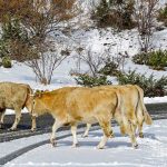 Фермерам Алматинской области не хватает пастбищ