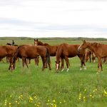 Сколько скота в Казахстане