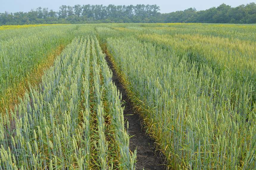 Поле прямоугольной формы засеяно пшеницей длина. Поля под засев пшеницы Украина. Приснилось поле засеянное пшеницей. Пшеница посеянная в горной местности. Черноземье распаханные поля.