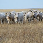 Какие именно законы РК нарушаются Товариществом при выпасе собственного поголовья скота на собственном же пастбище, но расположенном в соседнем районе одной и той же областной административно-территориальной единицы РК?