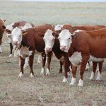 Алтайский племзавод «Фарм» реализовал партию скота в Казахстан