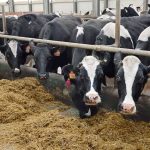 16 молочных ферм и 7 зернохранилищ строят в СКО