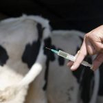 Вакцину против ящура планируют производить в Казахстане