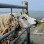 Облагается ли импорт племенных овец НДС?