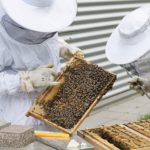 Пчеловоды просят ослабить условия карантина в Казахстане