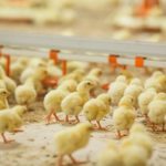 Инвесторы пытаются реанимировать птицефабрику в Костанайской области
