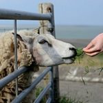 В Казахстане введён запрет на вывоз коров и овец