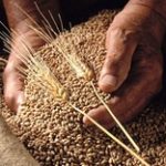 Экспортную квоту на пшеницу в Казахстане могут отменить в июне