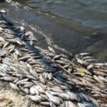 Массовый мор рыбы в водохранилище в Актюбинской области произошёл из-за жары
