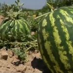 Узбекский фермер усовершенствовал технологию капельного орошения для своего сада посреди пустыни