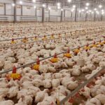 Почему казахстанским птицефабрикам недоступно страхование от птичьего гриппа