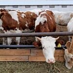 Минсельхоз РК изменил правила субсидирования и кредитования животноводов